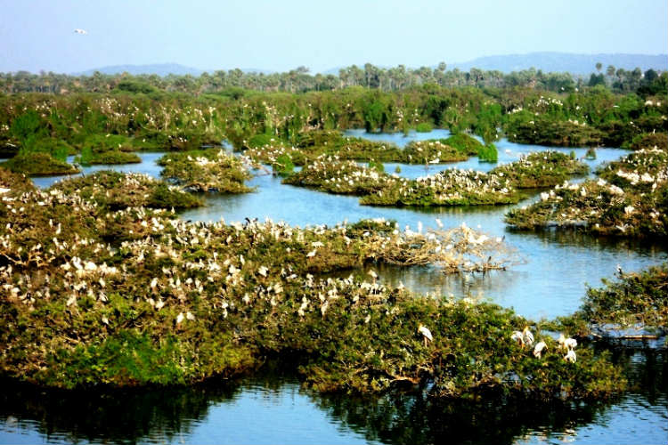 Vedanthangal Bird Sanctuary